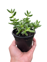 Delosperma echinatum 'Pickle Plant'