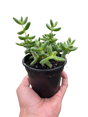 Delosperma echinatum 'Pickle Plant'