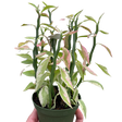 Variegated Devil's Backbone Euphorbia indoor hosueplant