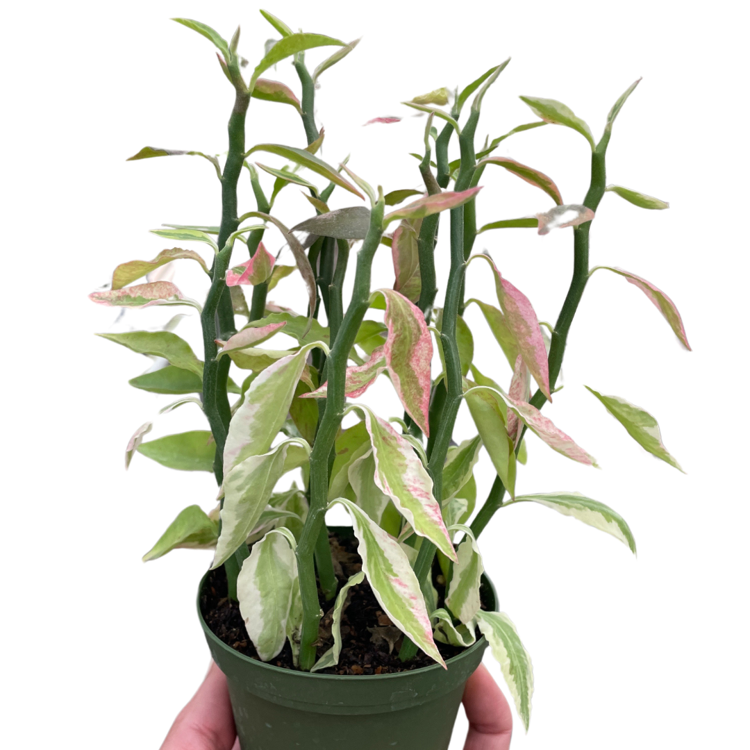 Variegated Devil's Backbone Euphorbia indoor hosueplant