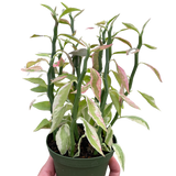 Variegated Devil's Backbone Euphorbia indoor hosueplant