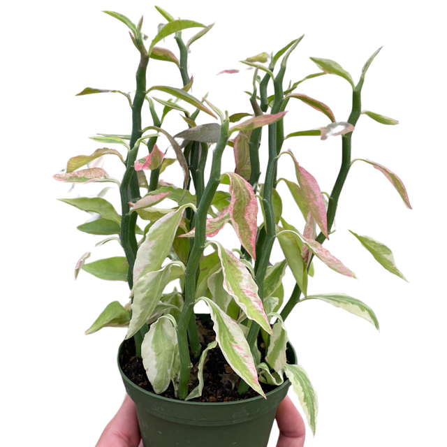 Variegated Devil's Backbone Euphorbia indoor hosueplant