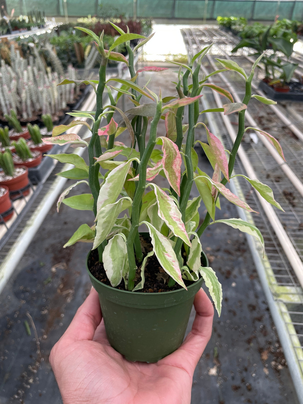 Variegated Devil's Backbone Euphorbia indoor hosueplant