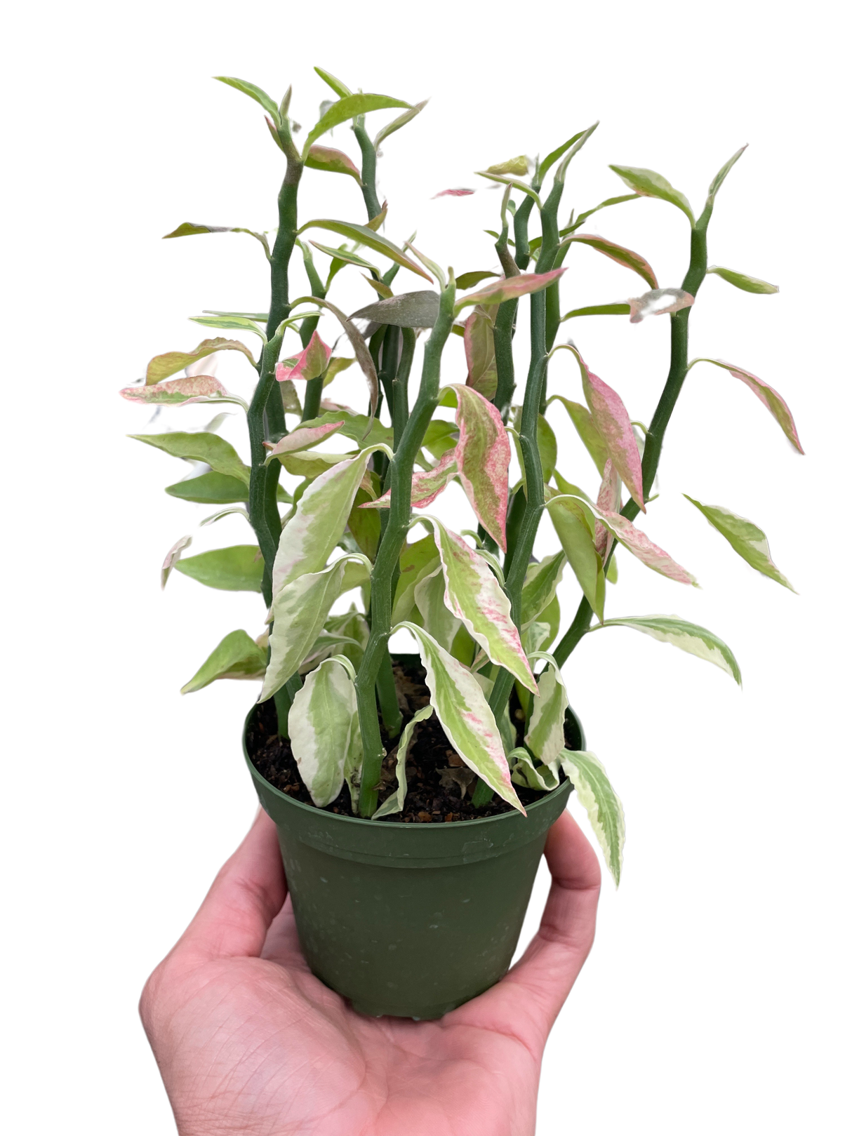 Variegated Devil's Backbone Euphorbia indoor hosueplant