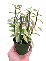 Variegated Devil's Backbone Euphorbia indoor hosueplant