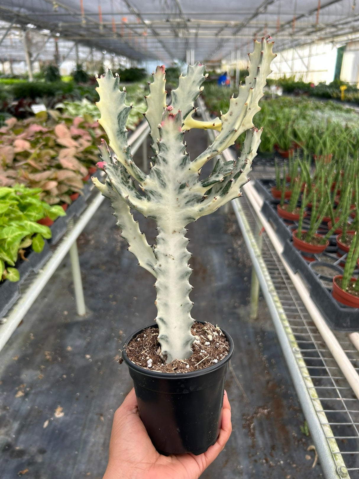 Succulent Euphorbia 'Dragon Bone' indoor houseplant