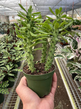 Euphorbia 'Sausage Spurge' indoor house plant