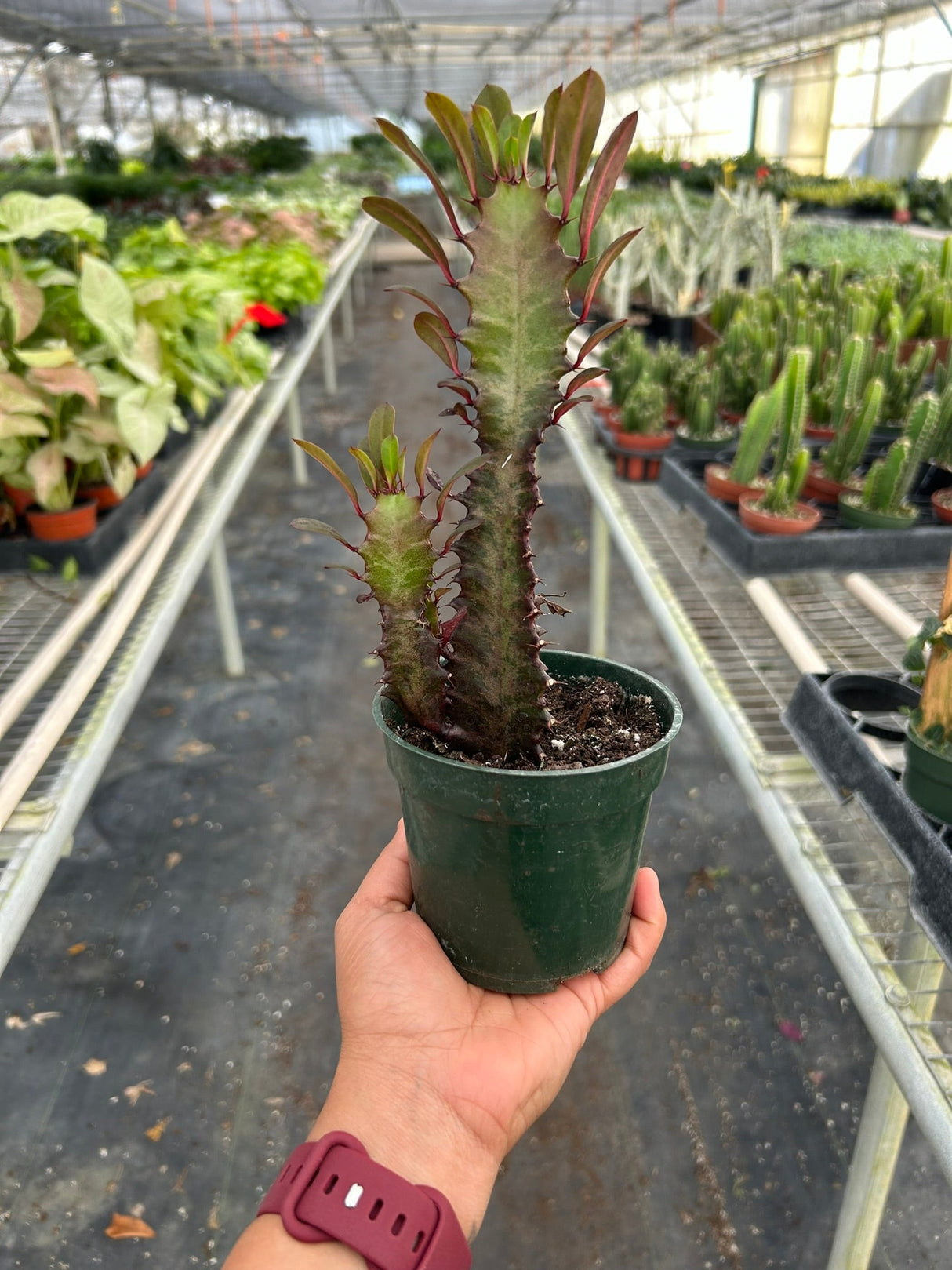 Succulent Euphorbia 'Trigona Rubra' indoor houseplant