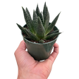 Succulent Gasteria Durban indoor houseplant