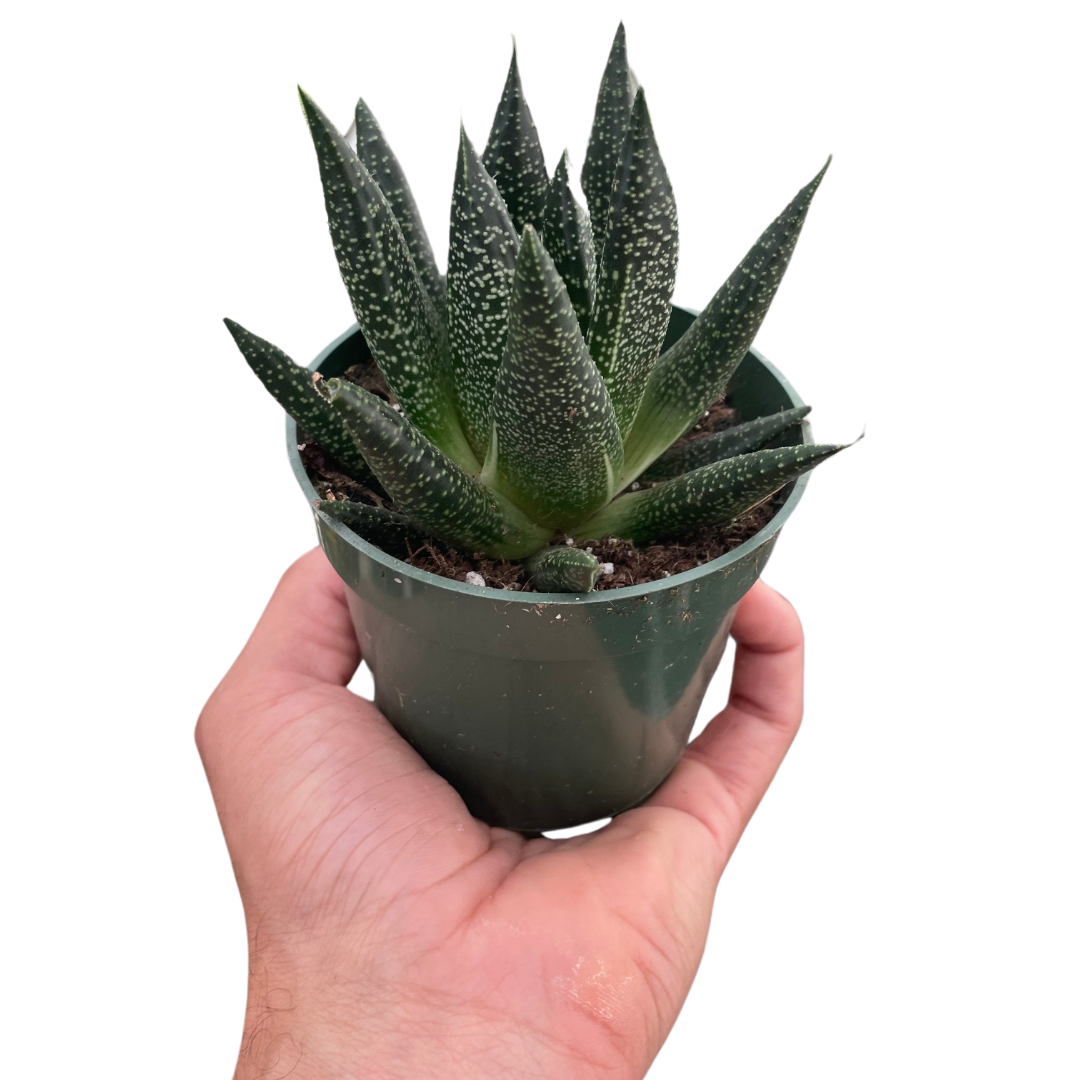 Succulent Gasteria Durban indoor houseplant