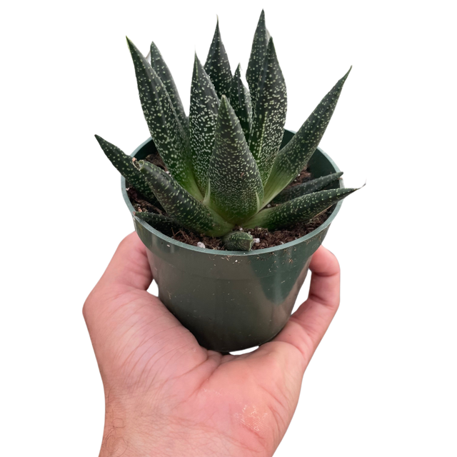 Succulent Gasteria Durban indoor houseplant