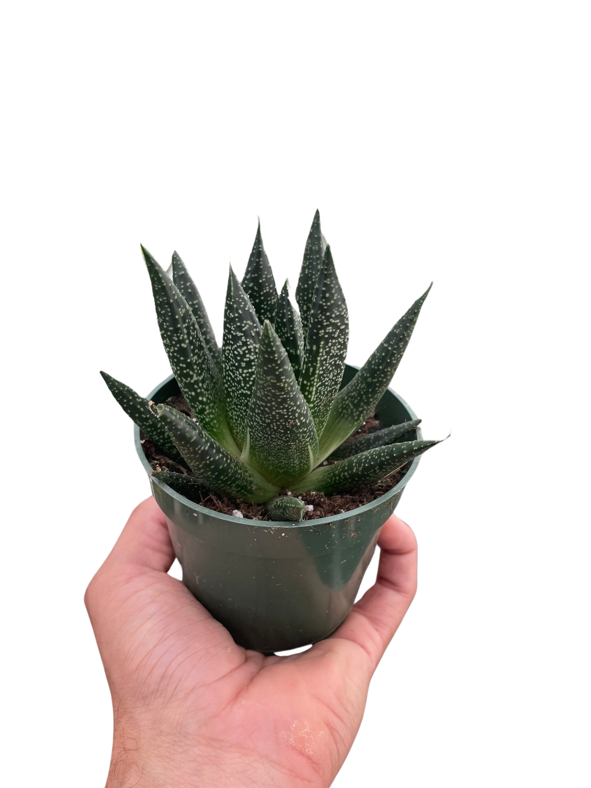 Succulent Gasteria Durban indoor houseplant