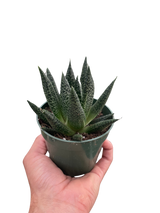 Succulent Gasteria Durban indoor houseplant