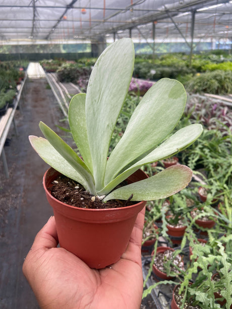 Succulent Kalanchoe 'Flap Jack'