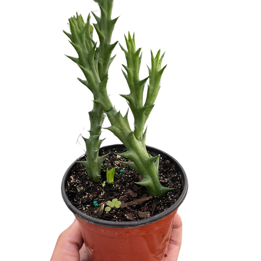 Starfish Cactus (Stapelia orbea variegata) indoor hosueplant