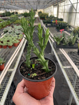 Starfish Cactus (Stapelia orbea variegata) indoor hosueplant