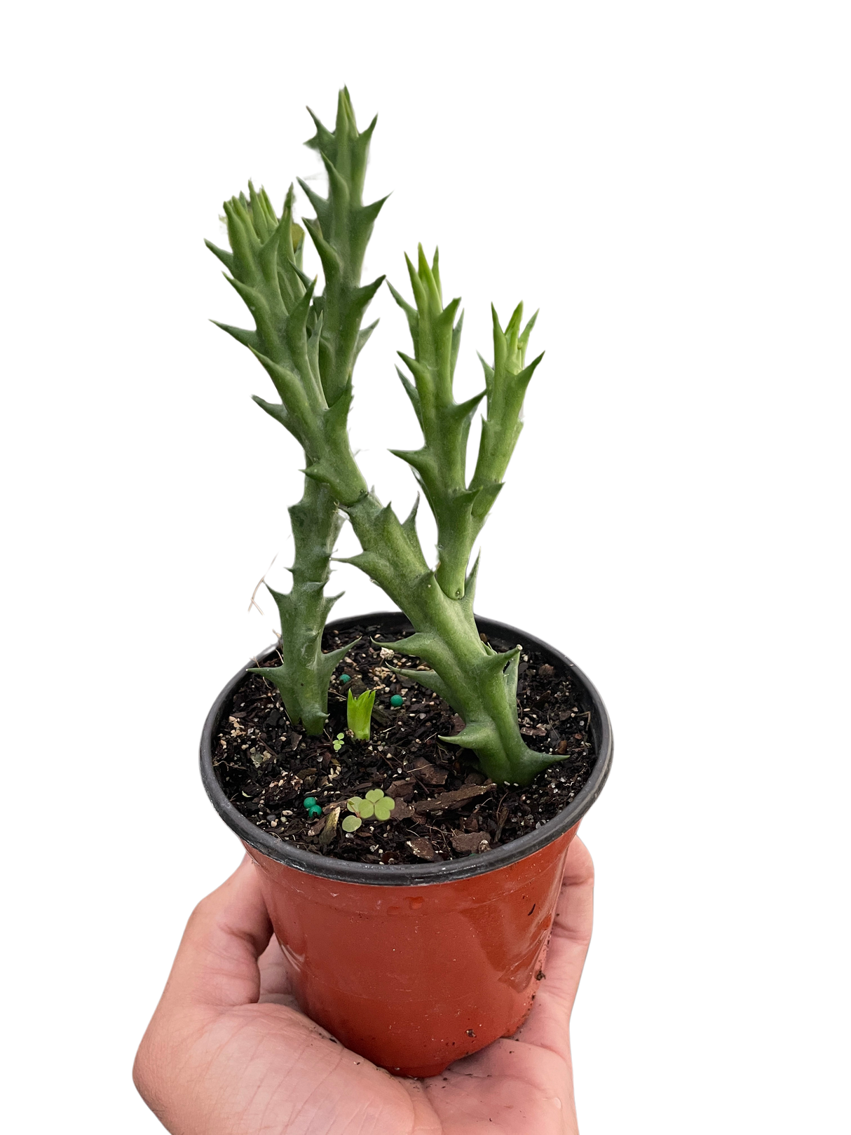 Starfish Cactus (Stapelia orbea variegata) indoor hosueplant