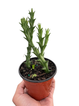 Starfish Cactus (Stapelia orbea variegata) indoor hosueplant