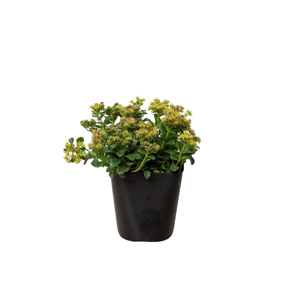 Sedum Little Miss Sunshine indoor houseplant