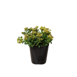 Sedum Little Miss Sunshine indoor houseplant