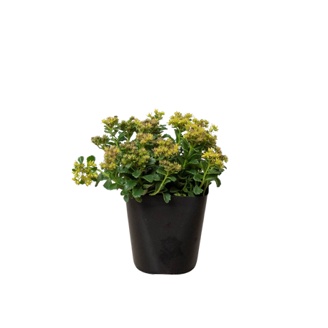 Sedum Little Miss Sunshine indoor houseplant