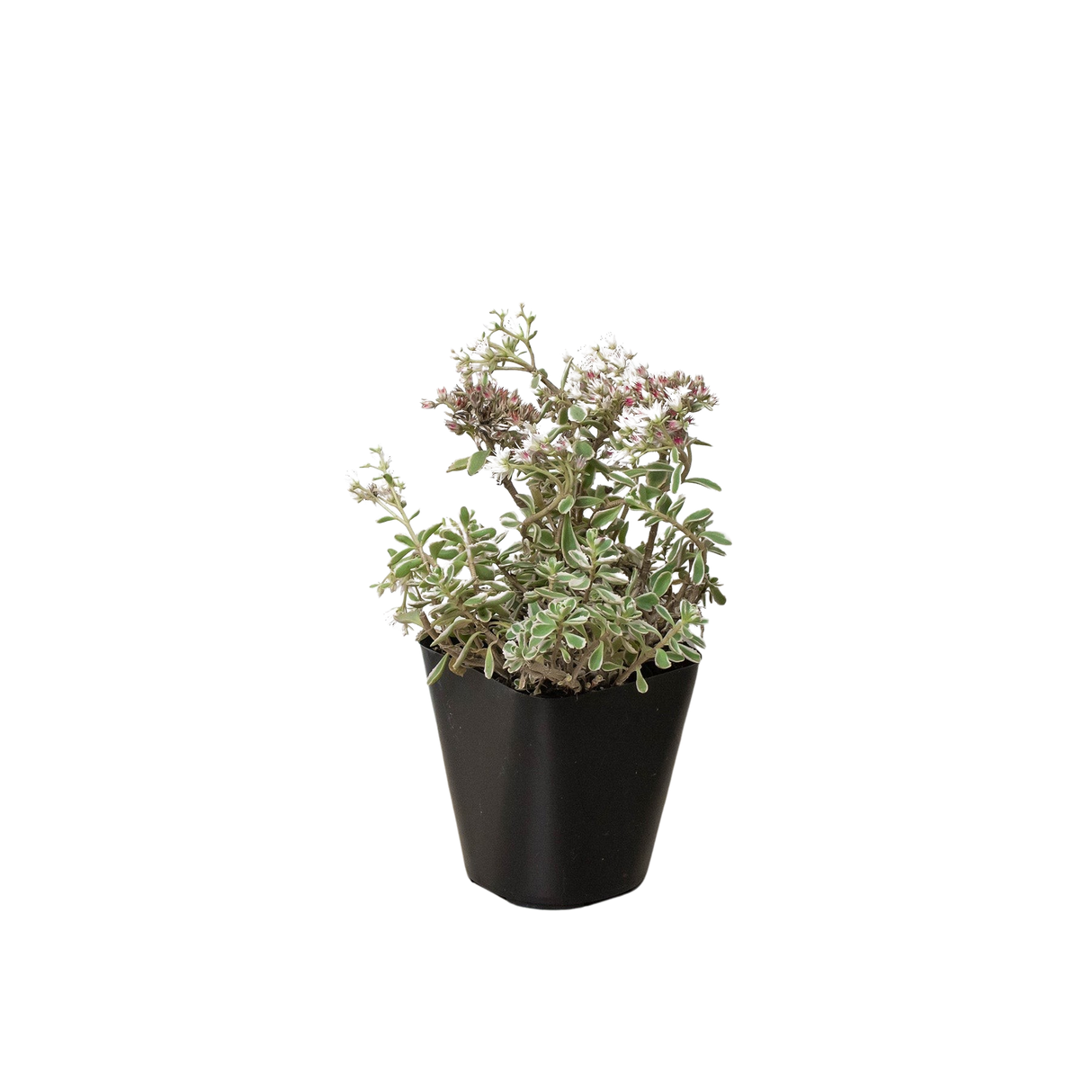 Sedum Tricolor indoor houseplant