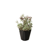 Sedum Tricolor indoor houseplant