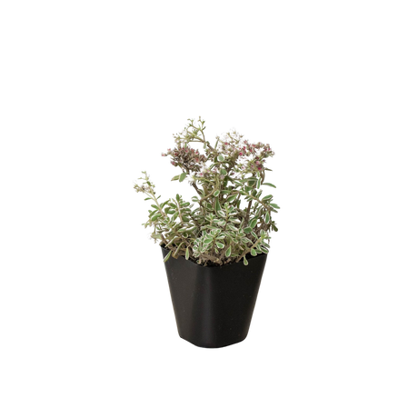Sedum Tricolor indoor houseplant