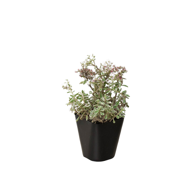 Sedum Tricolor indoor houseplant