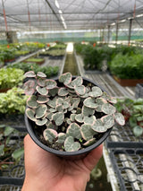 String of Hearts Variegated indoor houseplant