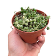 Succulent 'String of Pearls' Variegated indoor houseplant