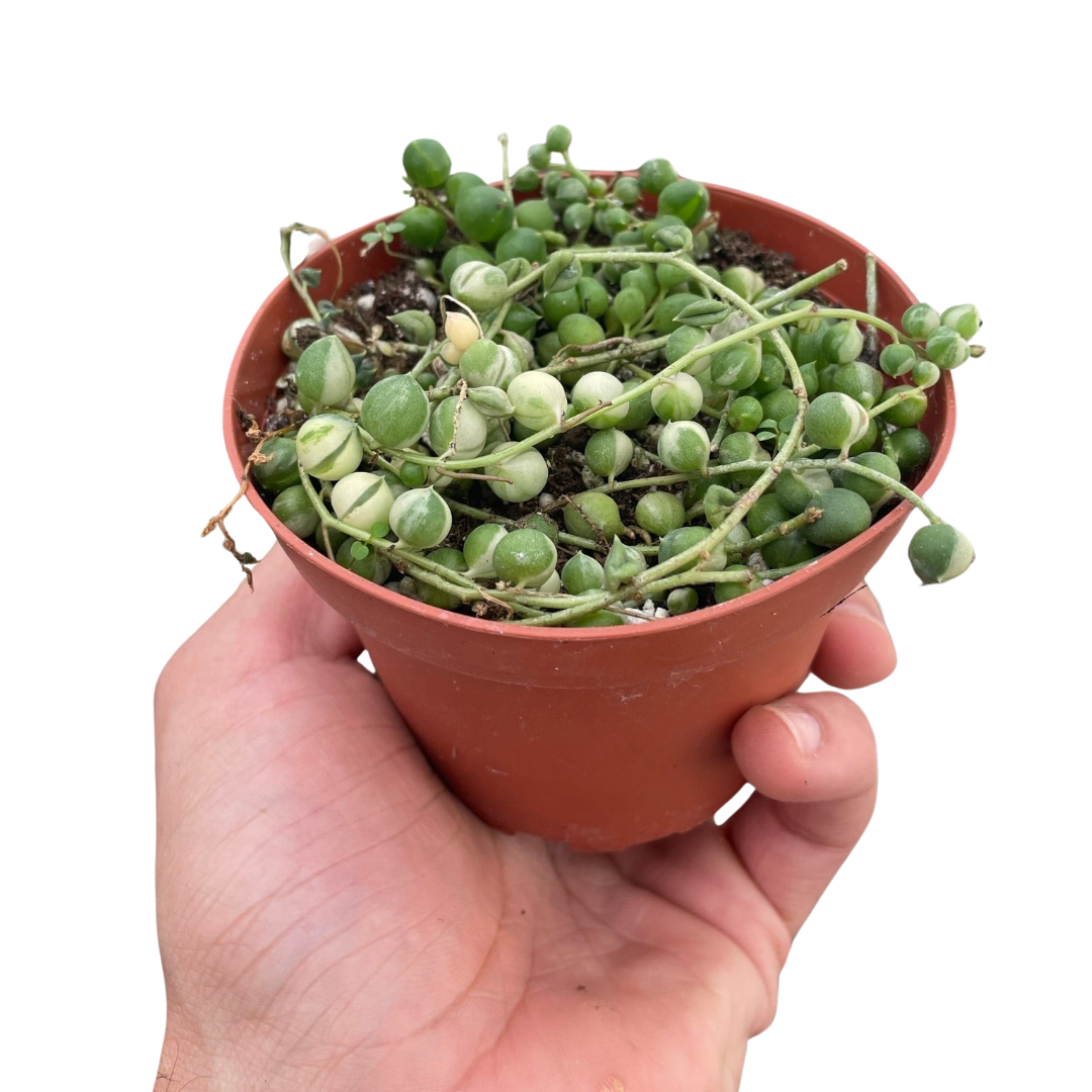 Succulent 'String of Pearls' Variegated indoor houseplant