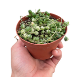 Succulent 'String of Pearls' Variegated indoor houseplant