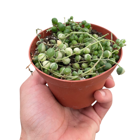 Succulent 'String of Pearls' Variegated indoor houseplant