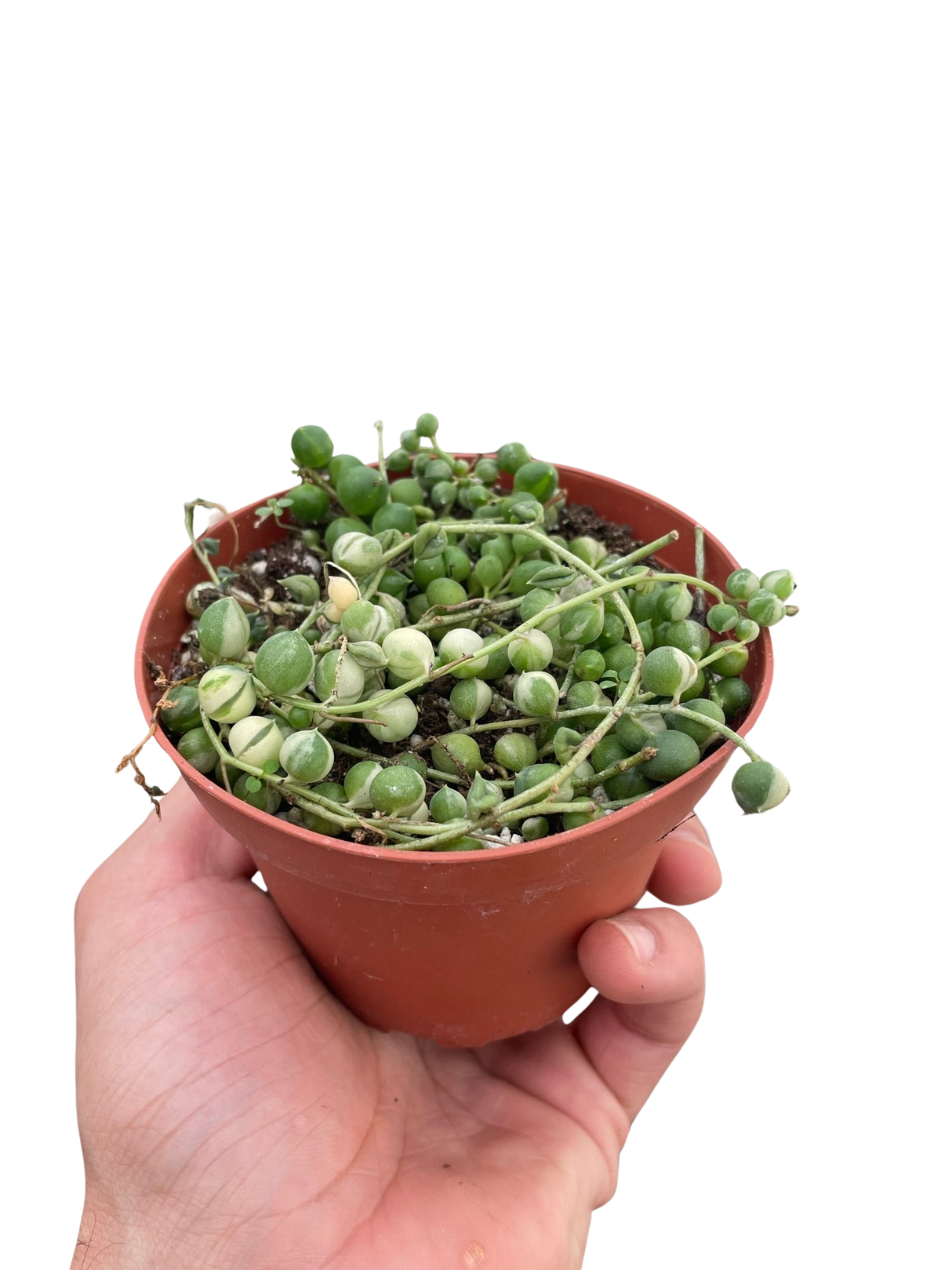 Succulent 'String of Pearls' Variegated indoor houseplant