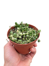 Succulent 'String of Pearls' Variegated indoor houseplant