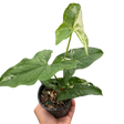 Syngonium 'Albo Variegata' indoor houseplant