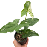 Syngonium 'Albo Variegata' indoor houseplant