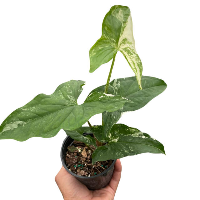 Syngonium 'Albo Variegata' indoor houseplant