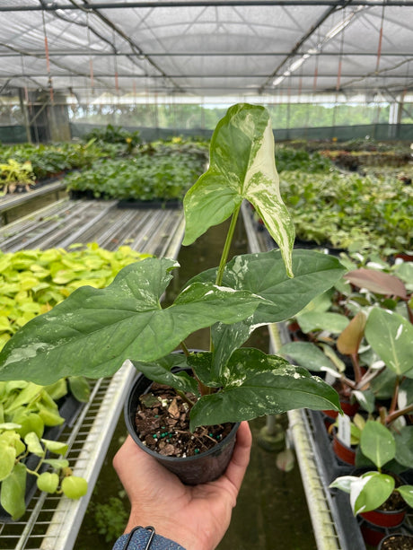 Syngonium 'Albo Variegata' indoor houseplant