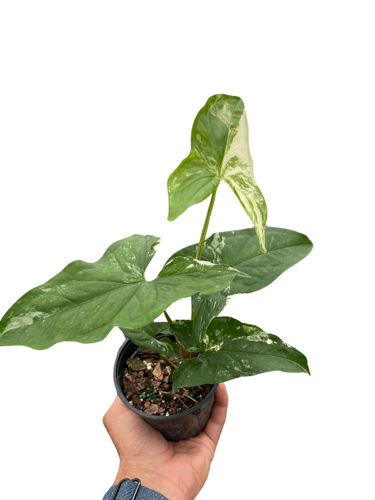 Syngonium 'Albo Variegata' indoor houseplant