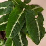 Syngonium wendlandii 'Black Velvet' indoor houseplant