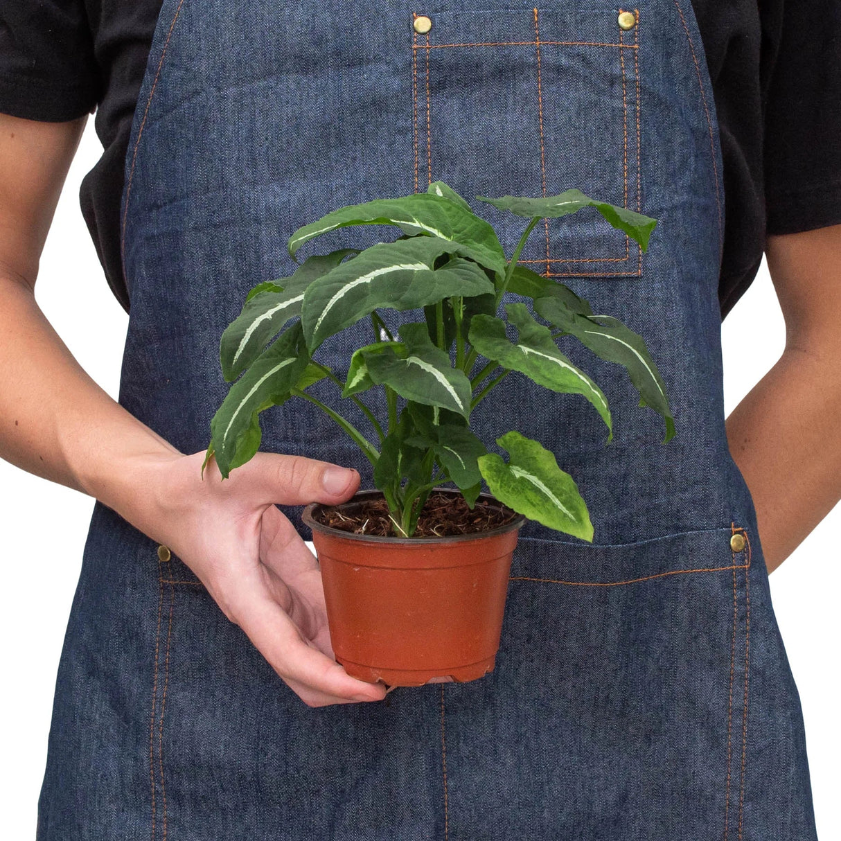 Syngonium wendlandii 'Black Velvet' indoor houseplant