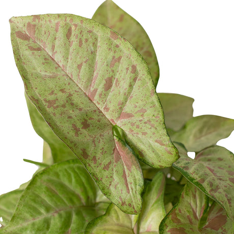 Syngonium 'Confetti' indoor houseplant