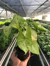 Syngonium 'Confetti' indoor houseplant