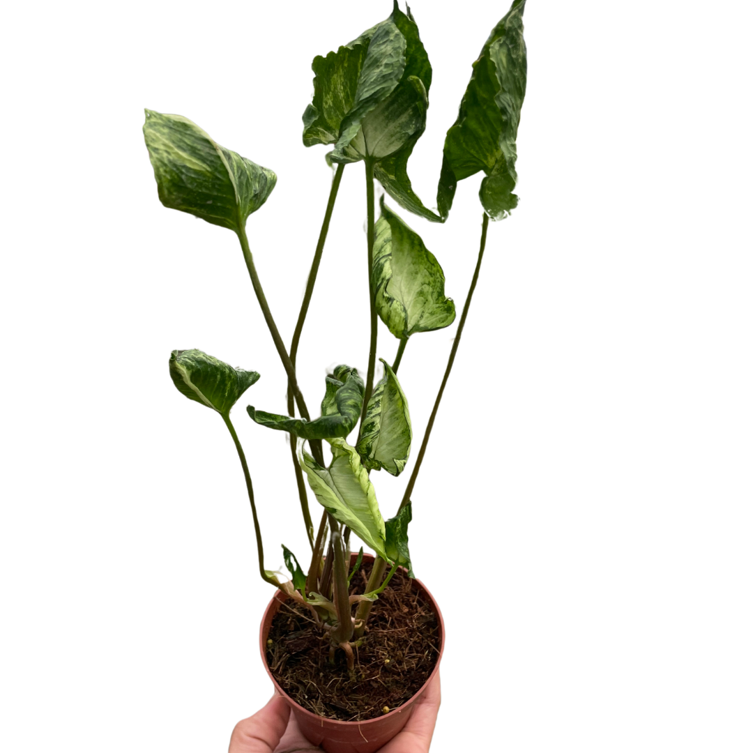 Syngonium 'Godzilla' indoor houseplant