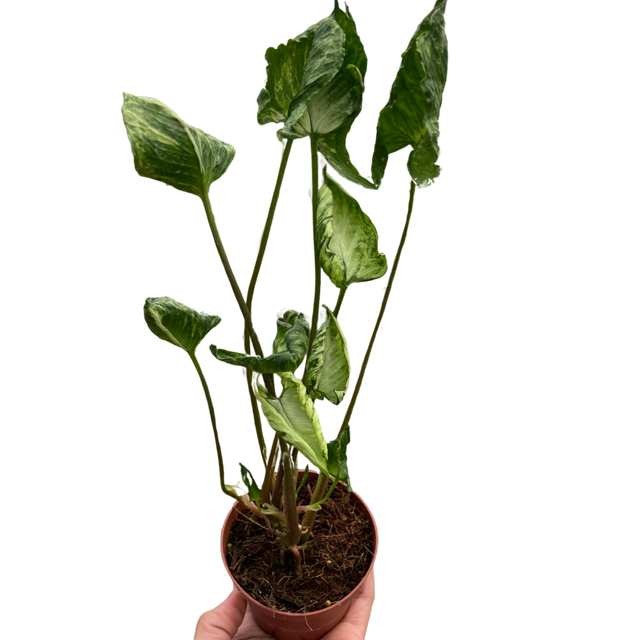 Syngonium 'Godzilla' indoor houseplant