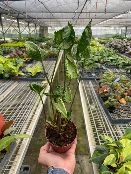 Syngonium 'Godzilla' indoor houseplant