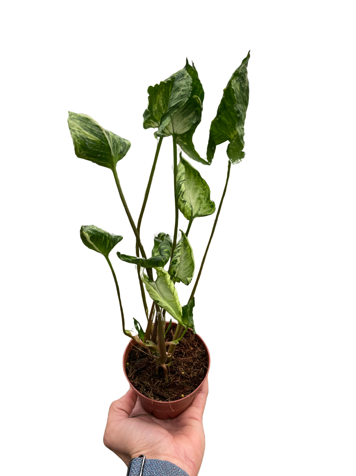 Syngonium 'Godzilla' indoor houseplant