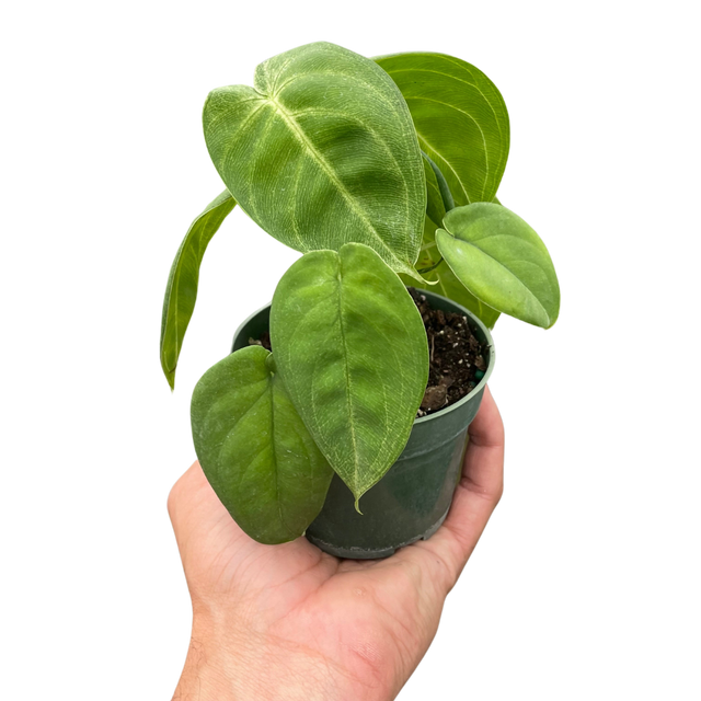 Syngonium 'Ice Frost' indoor houseplant